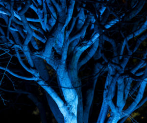 Bajkowe iluminacje w Ogrodzie Botanicznym we Wrocławiu