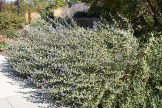 Barbula klandońska - Caryopteris x clandonesis