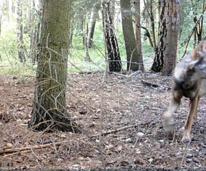 Północne Mazowsze. Do tej pory było je tylko słychać! Wilki w obiektywie!