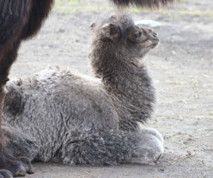  Narodziny w warszawskim zoo! Ma kilka dni a siwy jak starzec... 