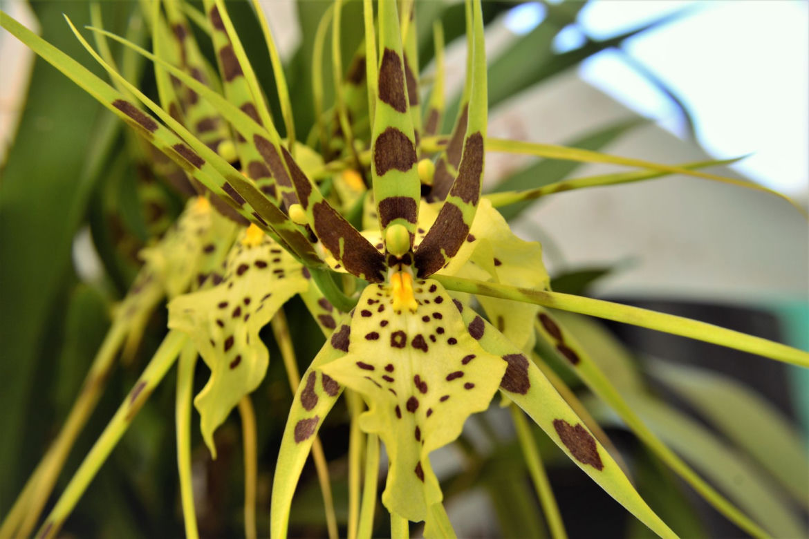  Brassia