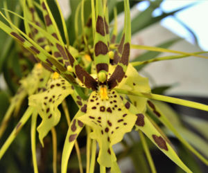  Brassia