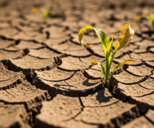 Ochrona upraw przed suszą