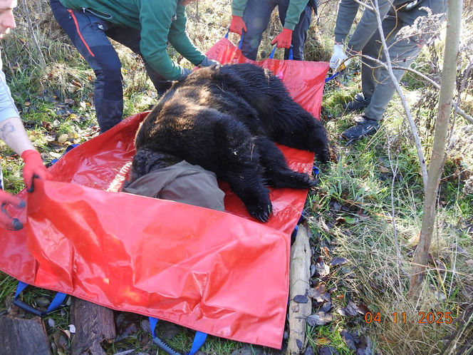 Z piekła do azylu! Uratowana niedźwiedzica Poca zaczyna nowe życie w Poznaniu