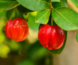 Acerola