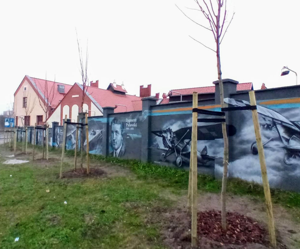 Drzewa na ul. Chmielewskiego