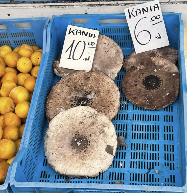Ceny grzybów w Krakowie. Rodzin kań na Placu Imbramowskim