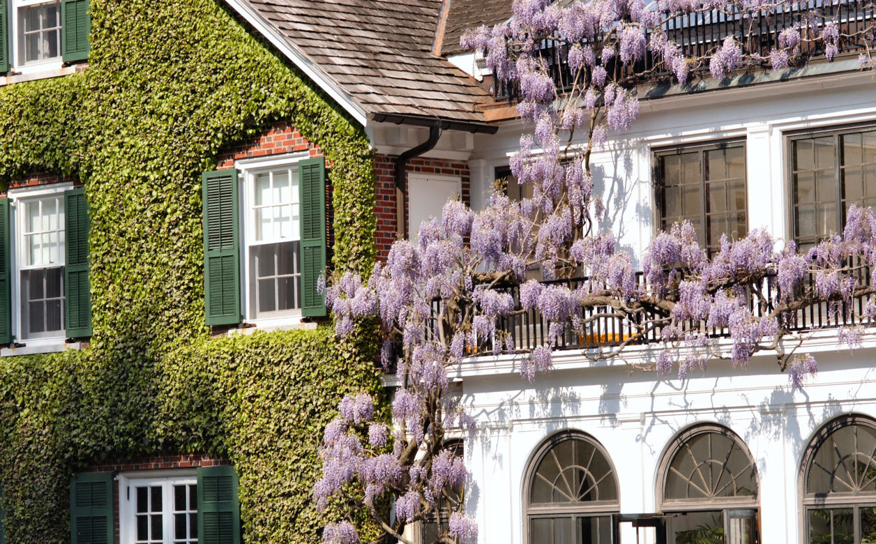 Wisteria (Wisteria Nutt)