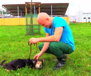 Więźniowie zajmują się zwierzętami w schronisku