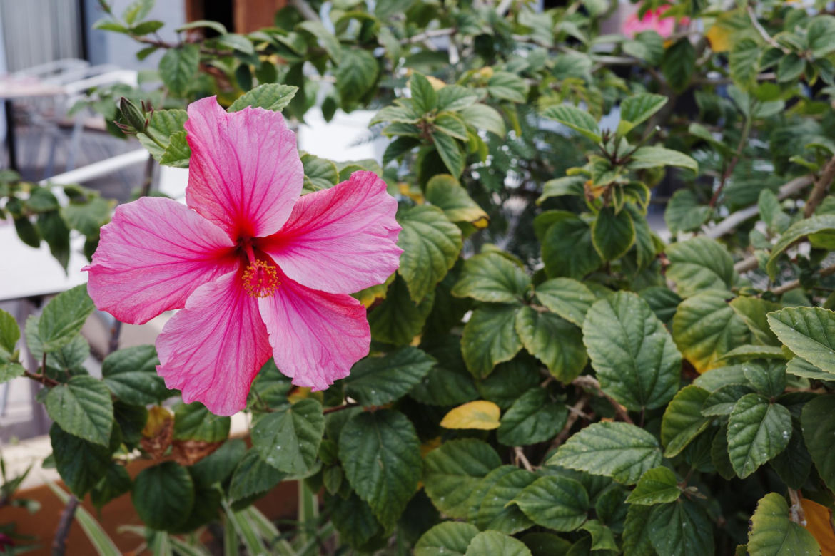 Hibiskus