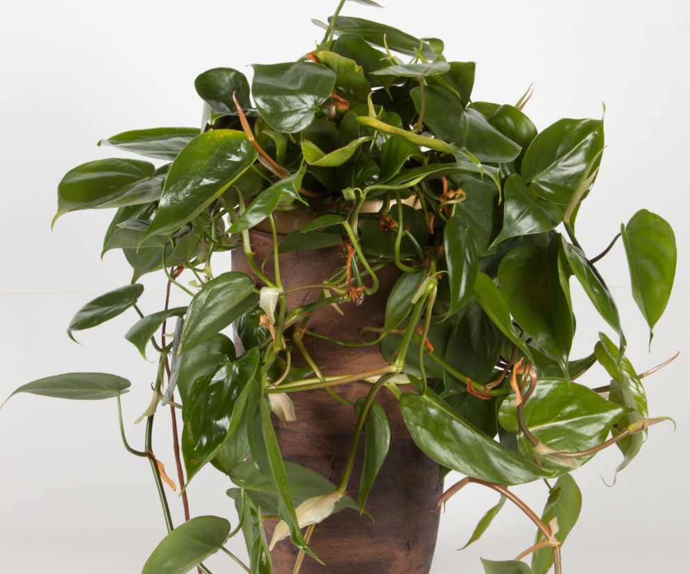 Filodendron pnący: niezniszczalna roślina dla każdego