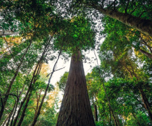 Największe drzewo na świecie. Jest wyższe niż Big Ben w Londynie!