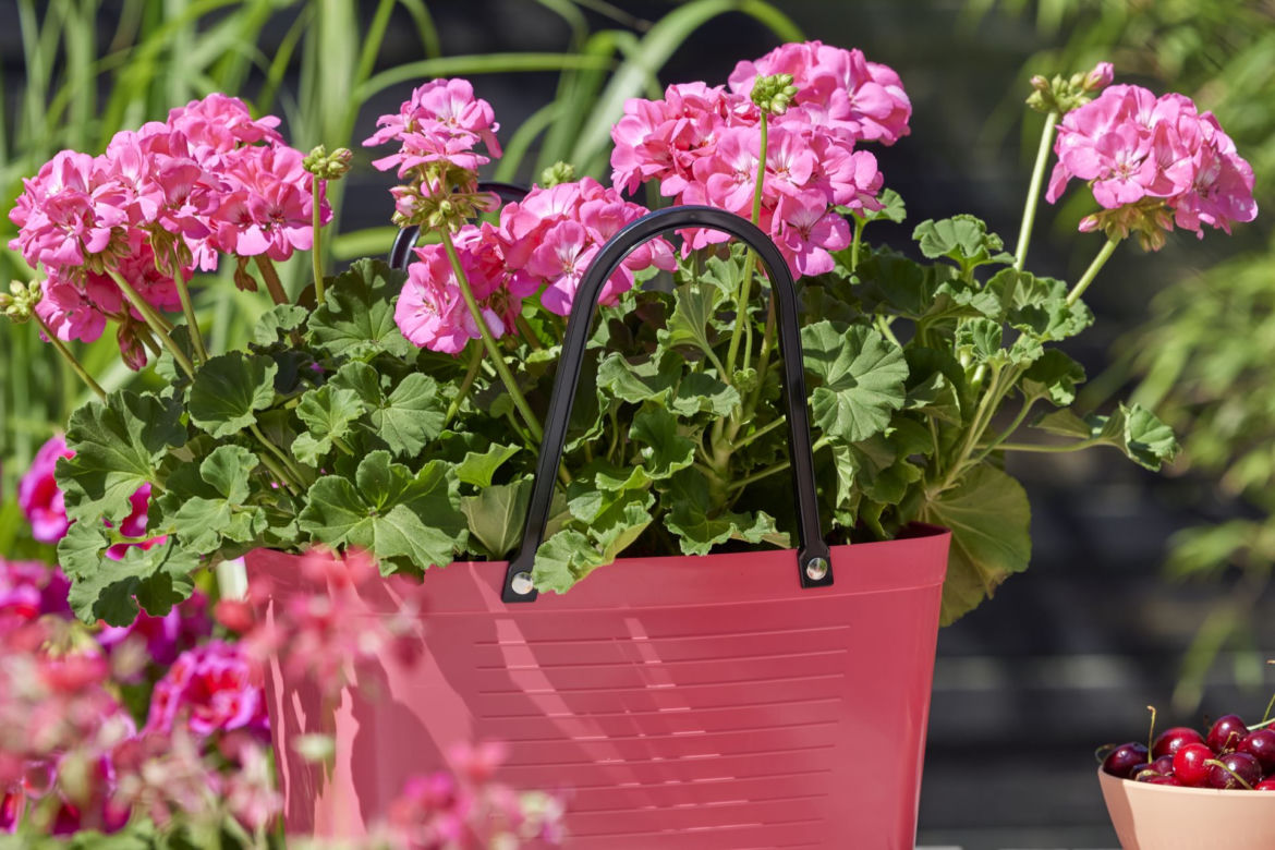Pelargonie