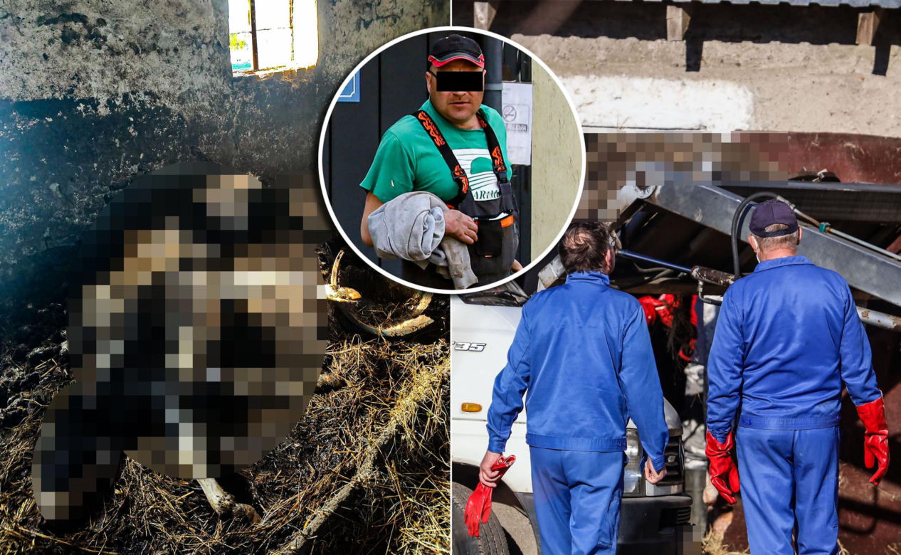 Horror koło Ostródy. Zwierzęta konały bez światła, wody i jedzenia