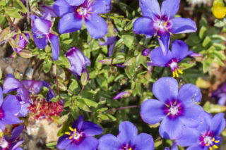 Kurzyślad - Anagallis monelli (syn. Lysimachia monelli)