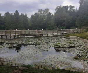 Arboretum Bolestraszyce