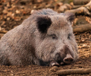 Pięć gmin w Łódzkiem objętych zakażeniem ASF. Służby będą poszukiwać martwych dzików
