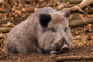 Pięć gmin w Łódzkiem objętych zakażeniem ASF. Służby będą poszukiwać martwych dzików