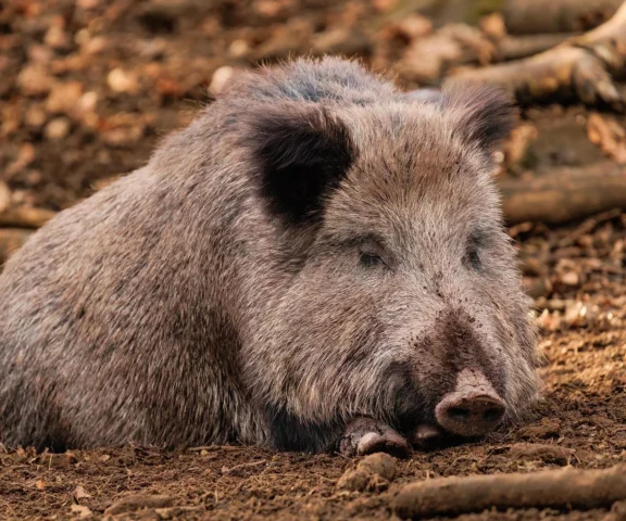 Pięć gmin w Łódzkiem objętych zakażeniem ASF