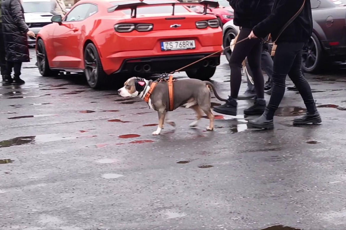 Finał WOŚP w Szczecinie