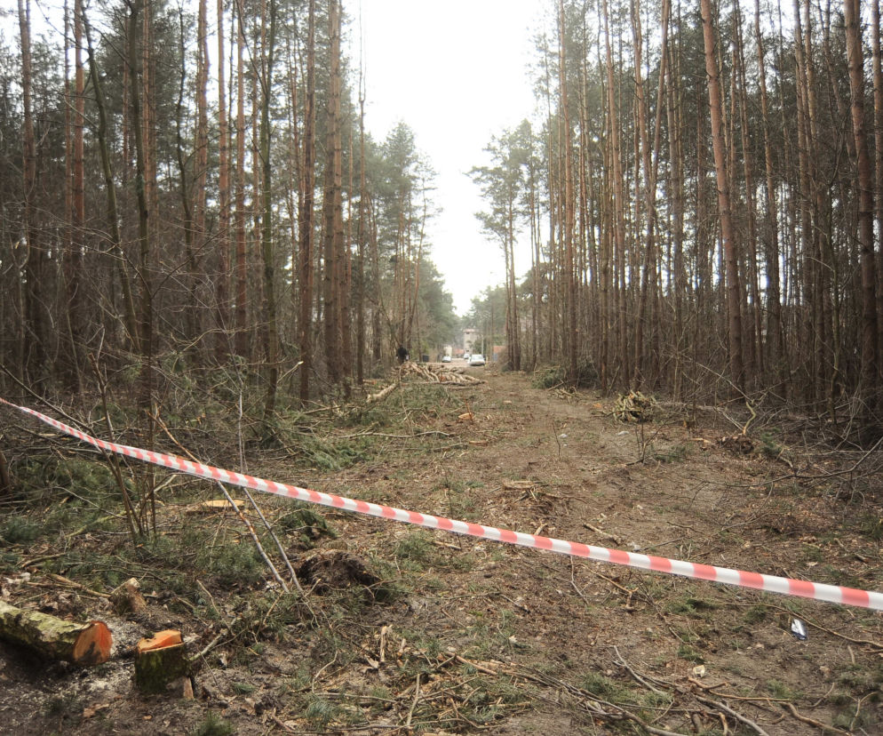 WYCINKA W SULEJÓWKU.