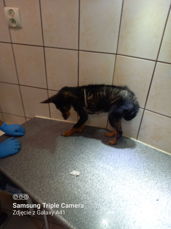 Inspektorzy OTOZ Animals w Bielsku-Białej odebrali osiem skrajnie zaniedbanych psów