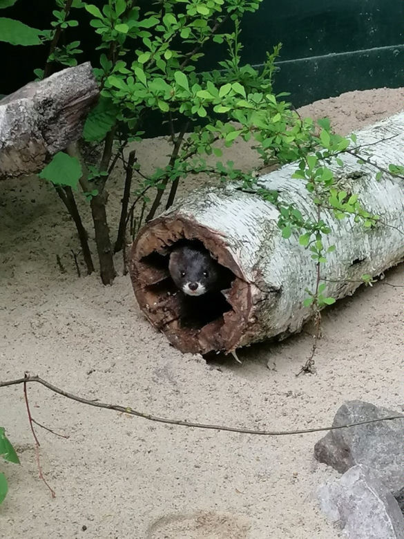 Oto nowi mieszkańcy ZOO w Poznaniu