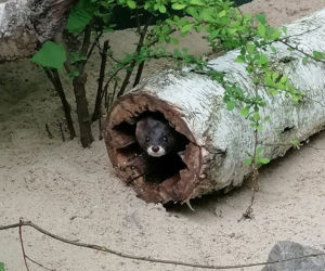 Oto nowi mieszkańcy ZOO w Poznaniu