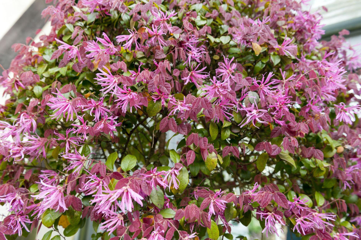 Loropetalum chińskie