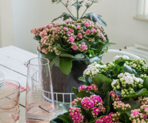Różowe i białe kalanchoe