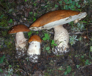 Koźlarz / Kozaczki