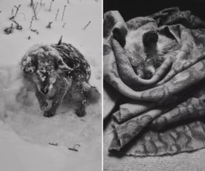 To nagranie łamie serce. Piesek zamarzał w śniegu. Tak mi przykro kochanie