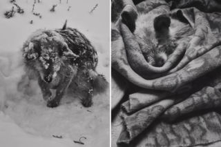 To nagranie łamie serce. Piesek zamarzał w śniegu. Tak mi przykro kochanie