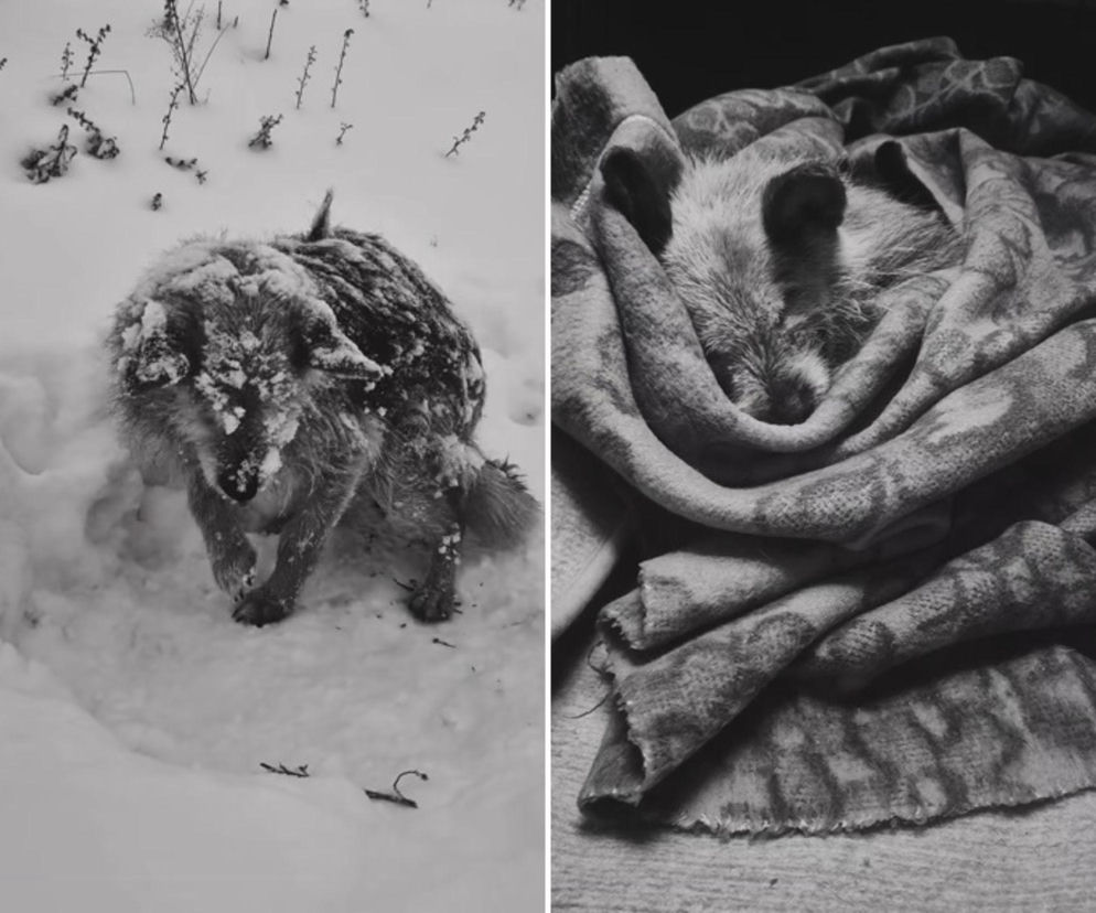 To nagranie łamie serce. Piesek zamarzał w śniegu. Tak mi przykro kochanie