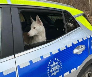 Porzucił psa w Wigilię. Usłyszał zarzut 