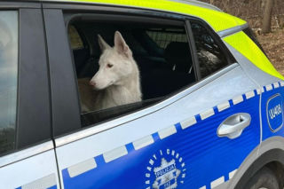 Porzucił psa w Wigilię. Mieszkaniec powiatu leszczyńskiego usłyszał zarzut 