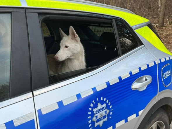 Porzucił psa w Wigilię. Usłyszał zarzut 