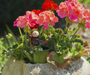 pelargonia.jpg