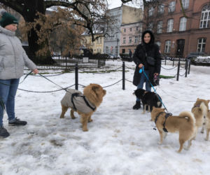 Spacer z pieskami w Lesznie