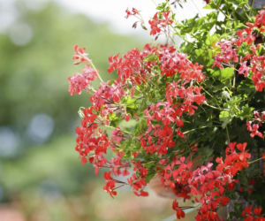 pelargonia