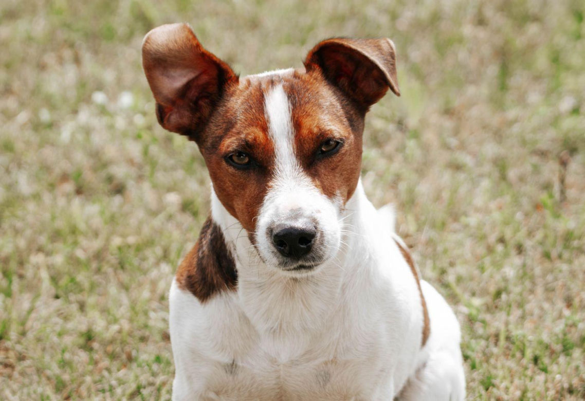 Jack Russell Terrier