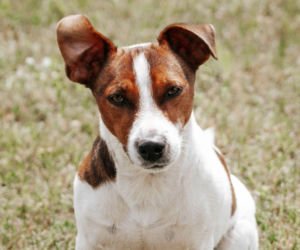 Jack Russell Terrier