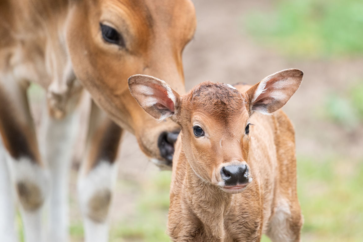 We wrocławskim zoo urodziły się dwa bantengi jawajskie