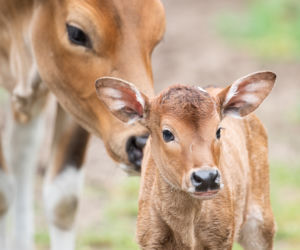 We wrocławskim zoo urodziły się dwa bantengi jawajskie