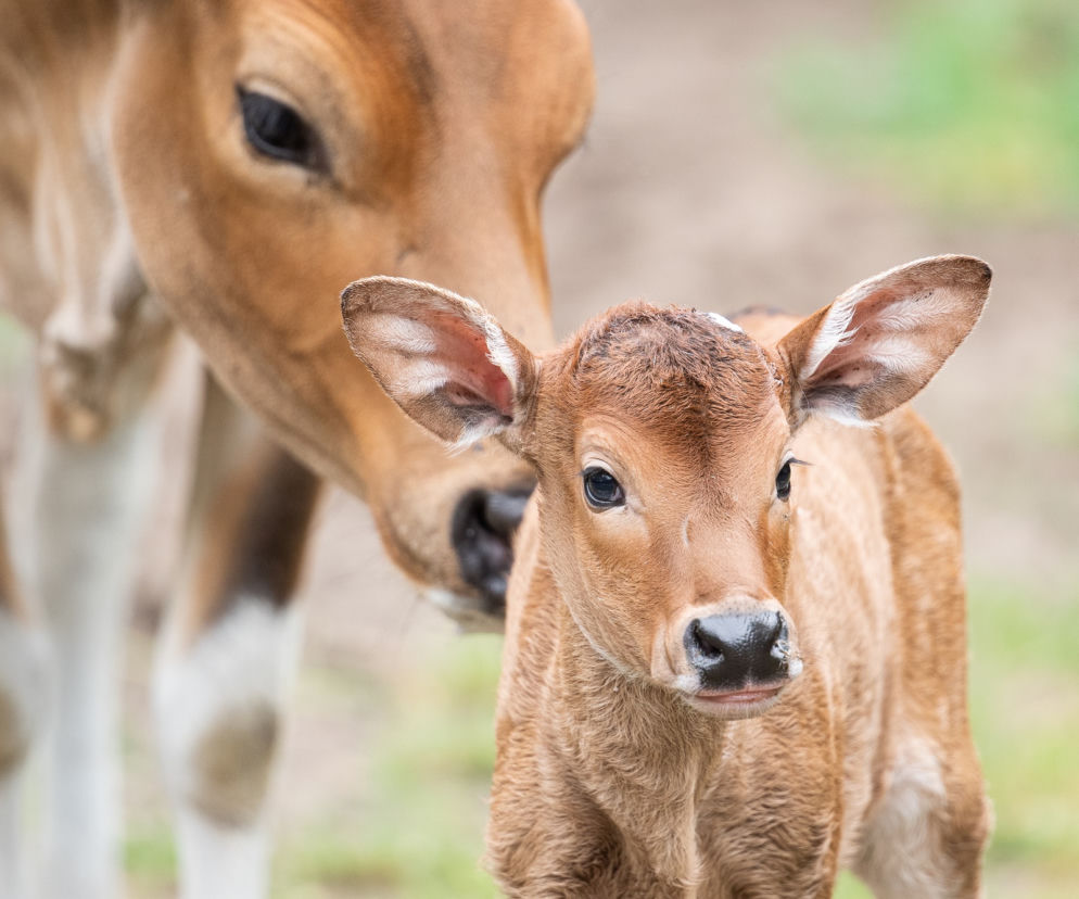 We wrocławskim zoo urodziły się dwa bantengi jawajskie