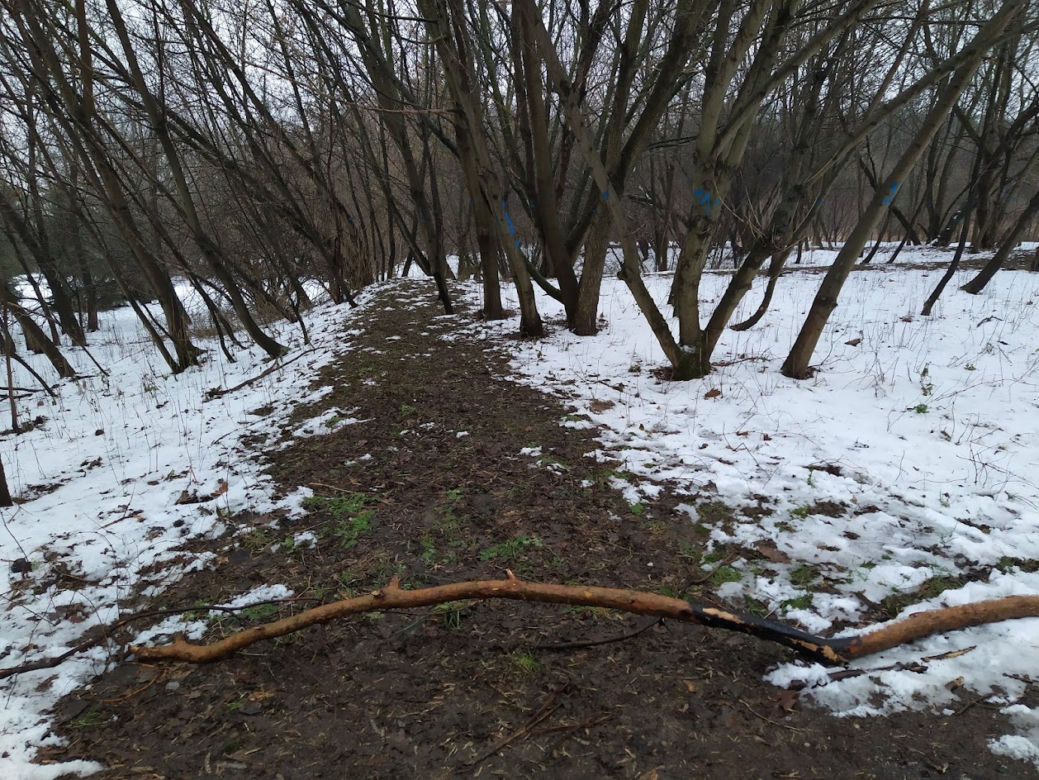 Wyciętych ma zostać co najmniej 131 drzew