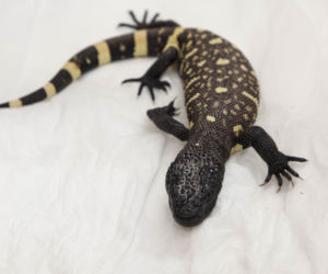 We wrocławskim zoo wykluły się helodermy meksykańskie