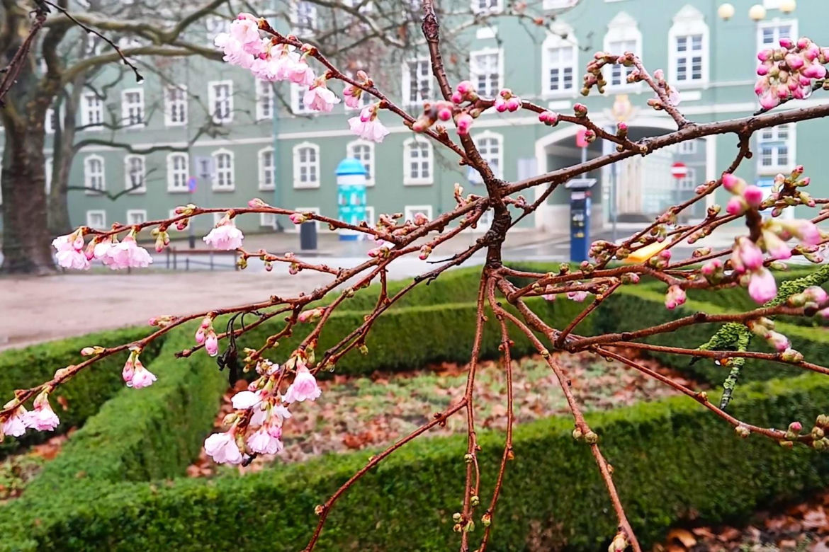 W grudniu w Szczecinie kwitną drzewa