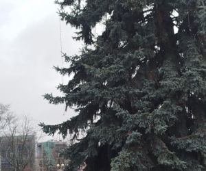 Choinka miejska Siedlce