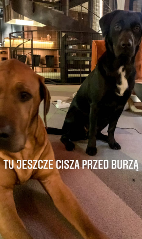 Bestie zniszczyły jej dom